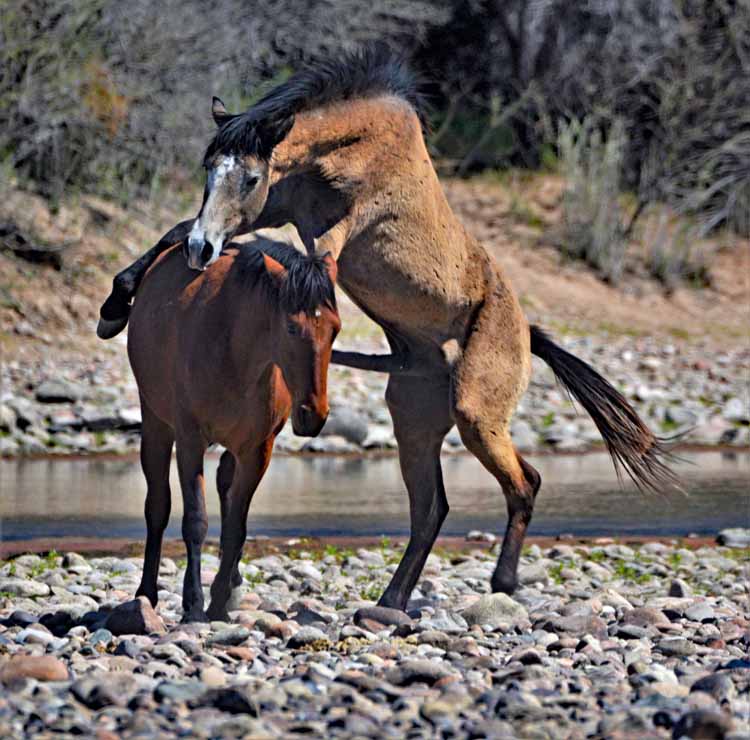 mustangs